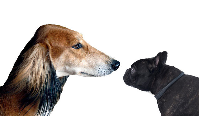 Male yorkie penis hair is hardened opinion Your Male yorkie penis hair is hardened confirm. All